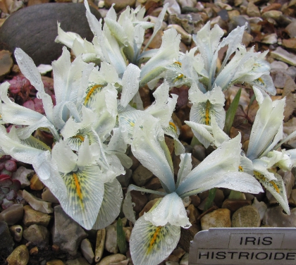 Iris histrioides 'Frank Elder' 